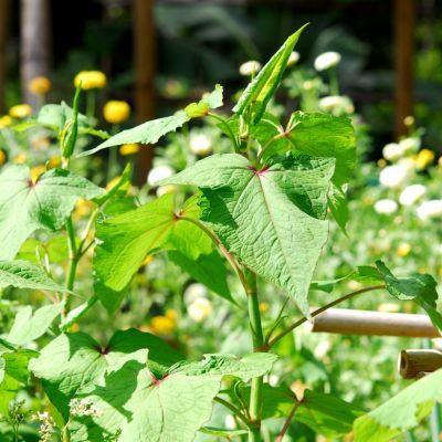 Épinard arbustif d'Asie / Sarrasin vivace - Leaderplant