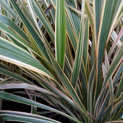 Lin de Nouvelle-Zélande Golden ray - Leaderplant