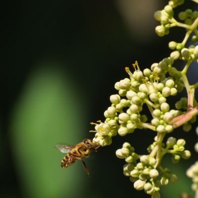 Arbre à miel - Leaderplant