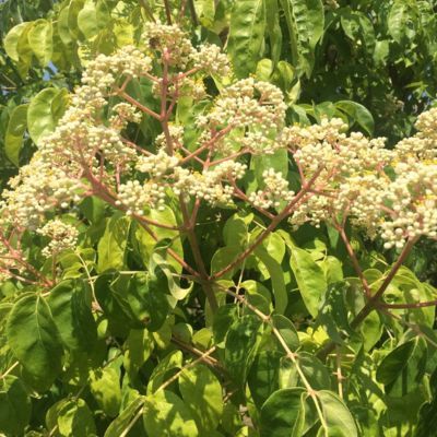 Arbre à miel - Leaderplant