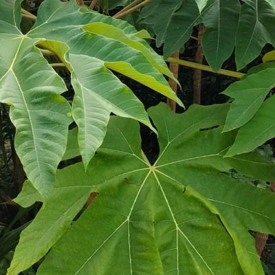 Plante à Papier de Riz - Tetrapanax - Leaderplant