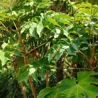 Plante à Papier de Riz - Tetrapanax - Leaderplant