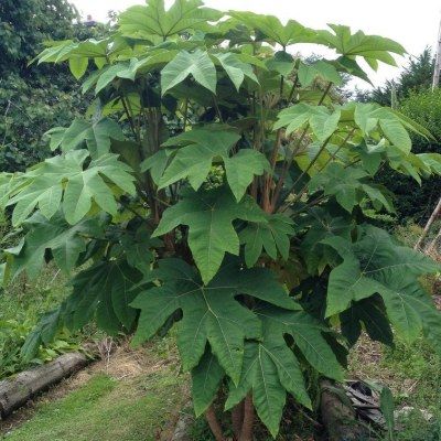 Plante à Papier de Riz - Tetrapanax - Leaderplant