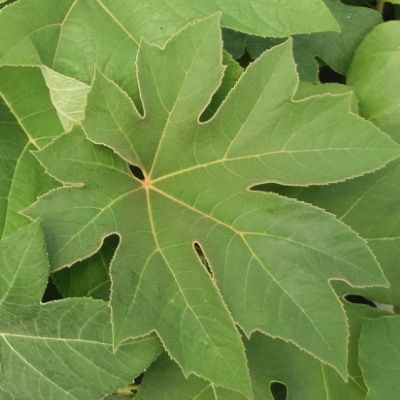 Plante à Papier de Riz - Tetrapanax - Leaderplant