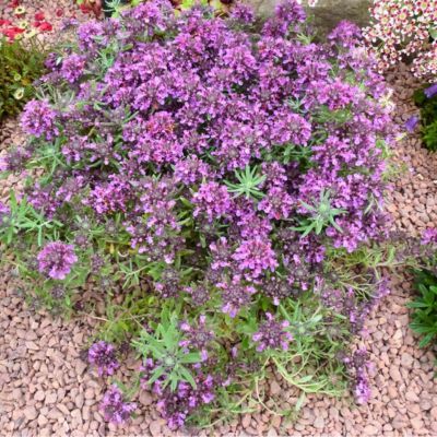 Germandrée d'Ackerman - Leaderplant