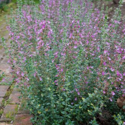 Germandrée lucidrys - Leaderplant