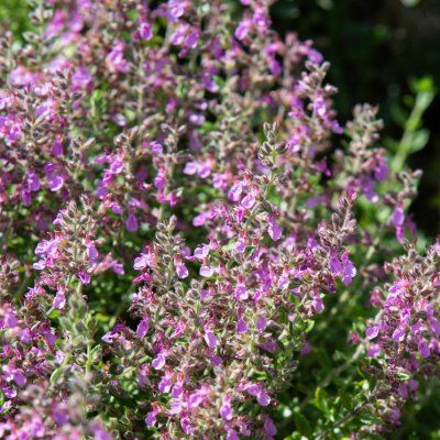 Germandrée lucidrys - Leaderplant