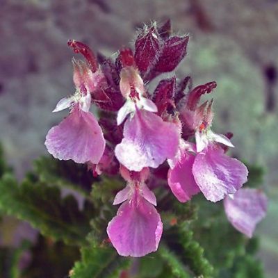 Germandrée lucidrys - Leaderplant