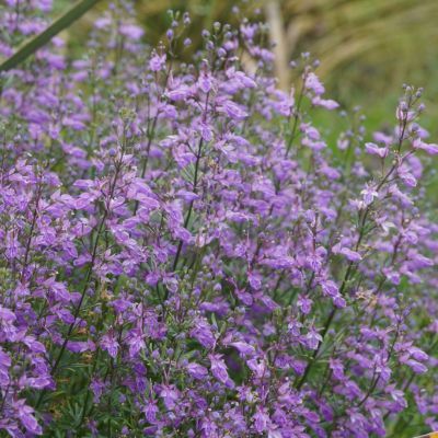 Germandrée orientale  - Leaderplant