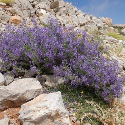 Germandrée orientale  - Leaderplant