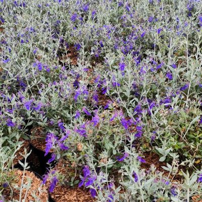 Germandrée Indyho ® - Teucrium - Leaderplant