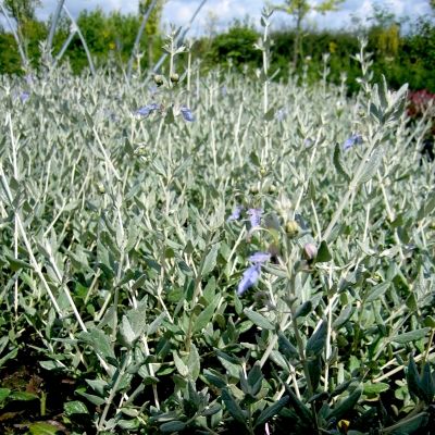 Teucrium pour Haie (germandrée arbustive) - Leaderplant
