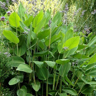 Thalia - Canna d'eau - Leaderplant