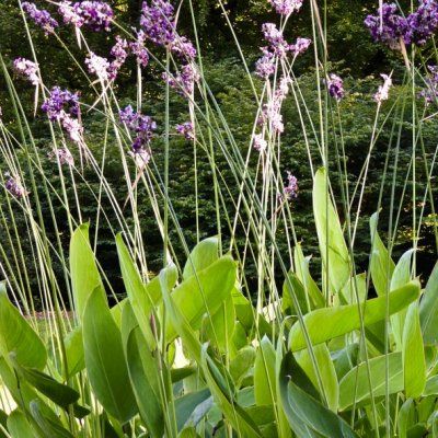 Thalia - Canna d'eau - Leaderplant