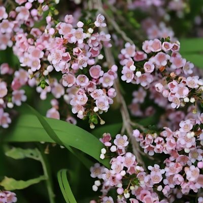 Thriptomène saxicola - Leaderplant