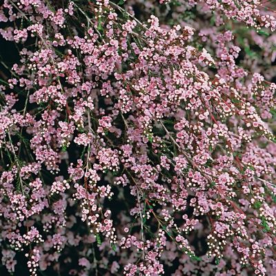 Thriptomène saxicola - Leaderplant