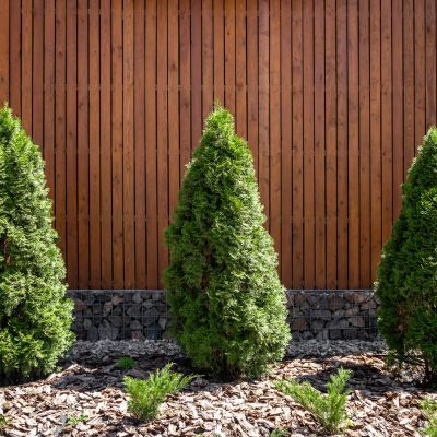 Thuya Emeraude - TUYA - Leaderplant