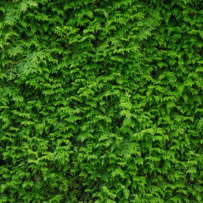 Thuya des haies - TUYA - Leaderplant