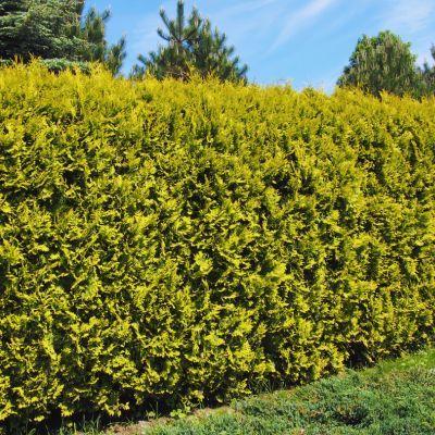 Thuya des haies - TUYA - Leaderplant