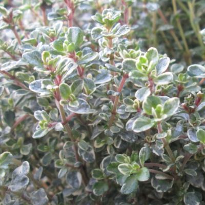 Thym citron argenté - Leaderplant