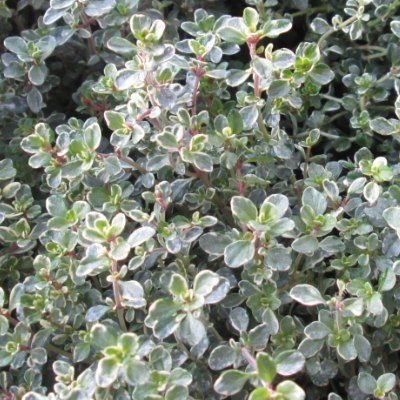 Thym citron argenté - Leaderplant