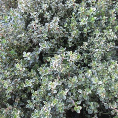 Thym citron argenté - Leaderplant