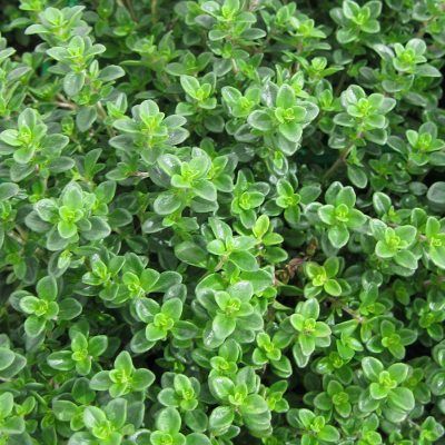 Thym citron - Leaderplant