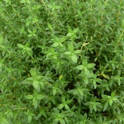 Thym commun/ Thym de Provence - Leaderplant