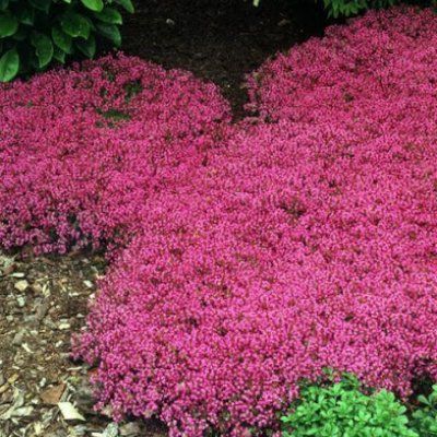 Thym Creeping Red ® - Leaderplant