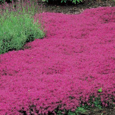 Thym Creeping Red ® - Leaderplant