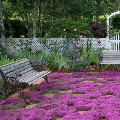Thym Creeping Red ® - Leaderplant