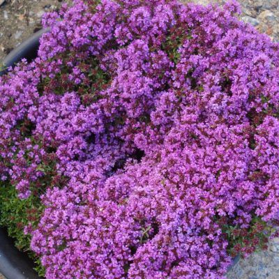 Thym de Corse - Leaderplant