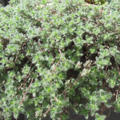 Thym de Corse - Leaderplant