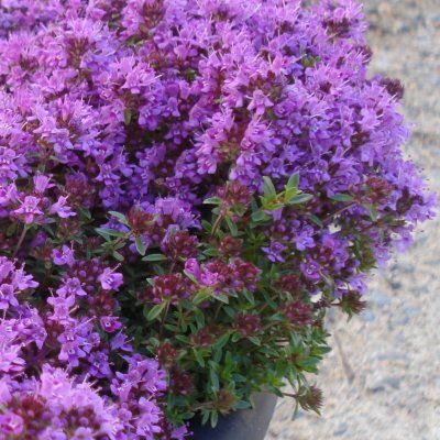 Thym de Corse - Leaderplant