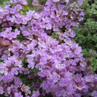 Thym Elfin - Leaderplant