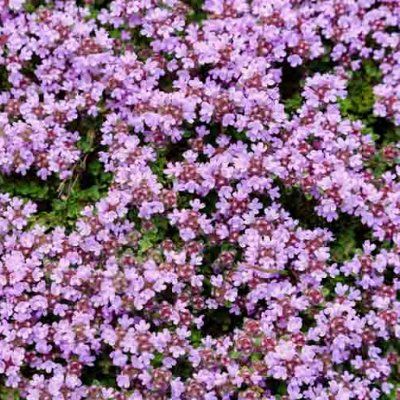 Thym Elfin - Leaderplant