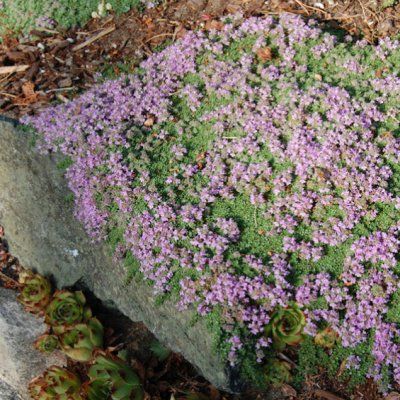 Thym Elfin - Leaderplant