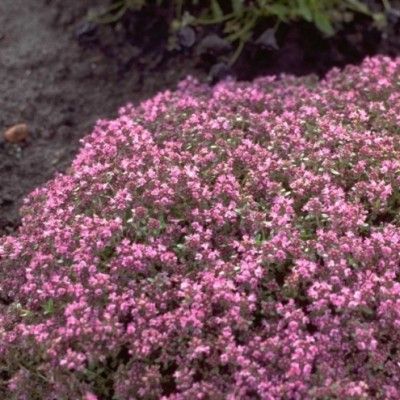 Thym précoce Halls variety Rosa - Leaderplant