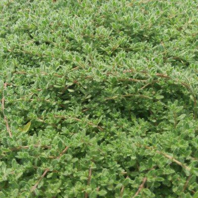 Thym laineux rampant Woody - Leaderplant