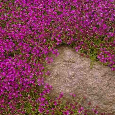 Thym Magic Carpet - Leaderplant