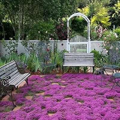 Thym Magic Carpet - Leaderplant
