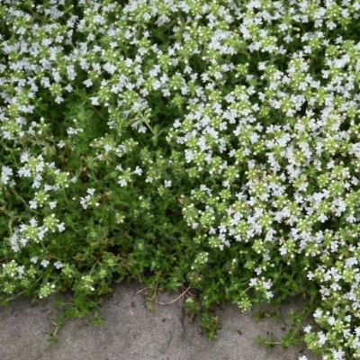 Thym rampant Blanc - Leaderplant