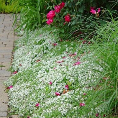 Thym rampant Blanc - Leaderplant