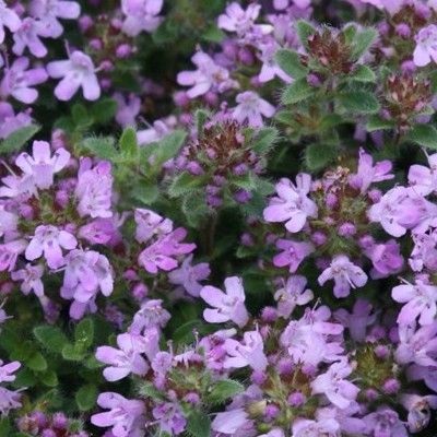 Thym laineux rampant Woody - Leaderplant