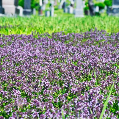 Thym Hirsute - Leaderplant