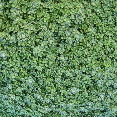 Thym précoce Minor - Leaderplant