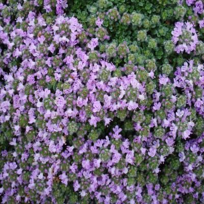 Thym précoce Minor - Leaderplant