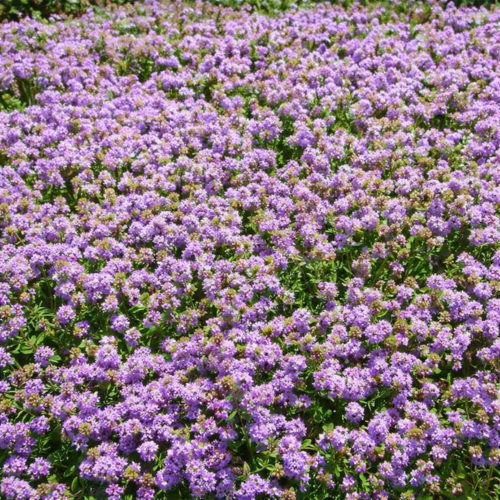 Thym Nitens - Leaderplant