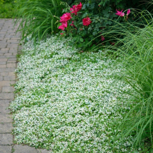 Thym rampant Blanc - Leaderplant
