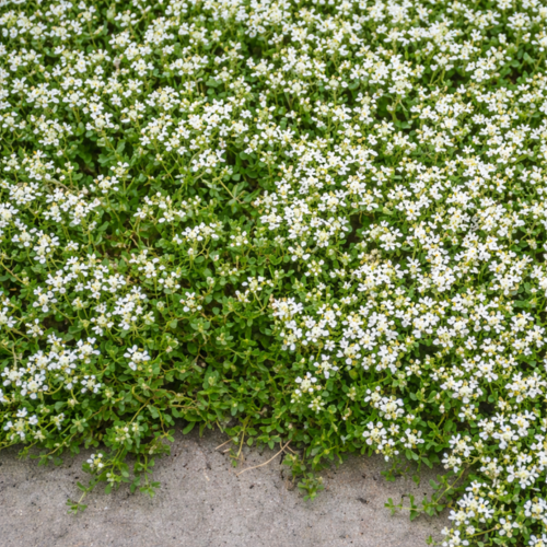 Thym rampant Blanc - Leaderplant